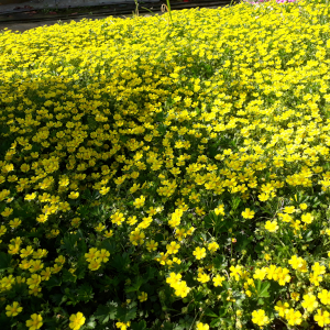 potentilla neumanniana 08