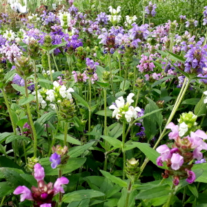prunella grandiflora freelander 01