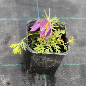 PPEV pulsatilla vulgaris q910