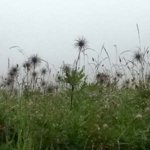 pulsatilla vulgaris blu 01