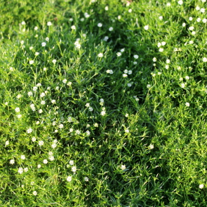 sagina subulata, erbacea perenne