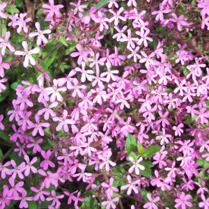 Saponaria ocymoides, erbacea perenne