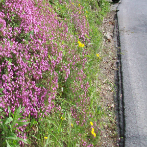 Saponaria ocymoides, erbacea perenne