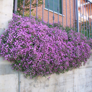 Saponaria ocymoides, erbacea perenne