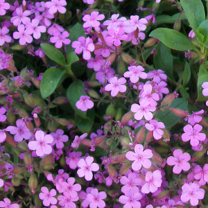 Saponaria ocymoides, erbacea perenne