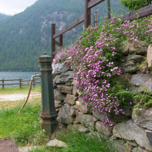 Saponaria ocymoides, erbacea perenne