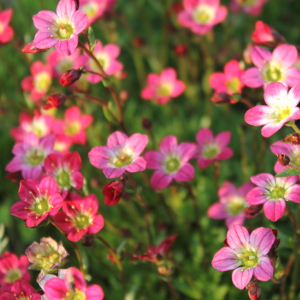 Saxifraga arendsii, erbacea perenne