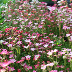 Saxifraga arendsii, erbacea perenne