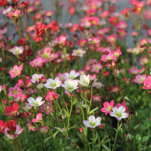 Saxifraga arendsii, erbacea perenne