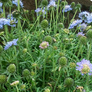 scabiosa japnica blu diamond per giardini rocciosi erbacea perenne