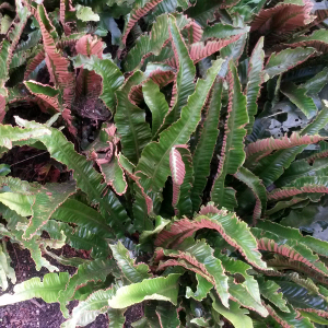 scolopendrium officinale, erbacea perenne