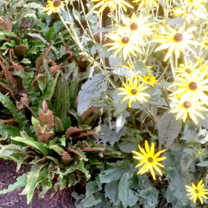 scolopendrium officinale, erbacea perenne