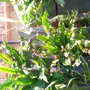 scolopendrium officinale, erbacea perenne
