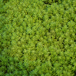 Sedum album coral carpet, erbacea perenne