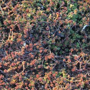 Sedum album coral carpet, erbacea perenne