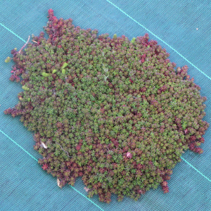 Sedum album coral carpet, erbacea perenne