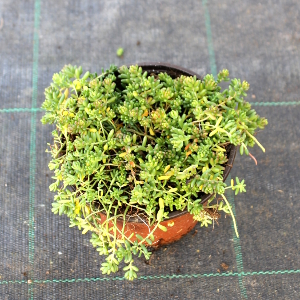 PPEV sedum album coral carpet t12