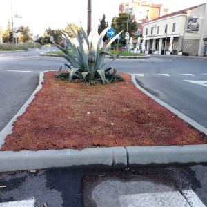 sedum album coral carpet 06