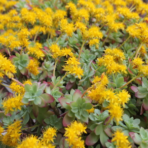 sedum compressum, erbacea perenne