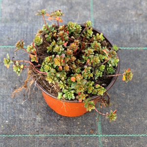 PPEV sedum hybridum immergrunchen t12