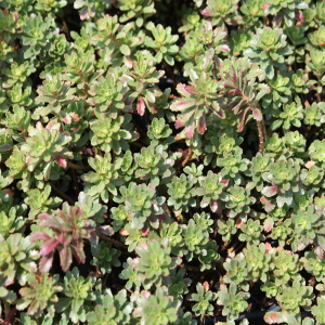 sedum hybridum immergrunchen, erbacea perenne