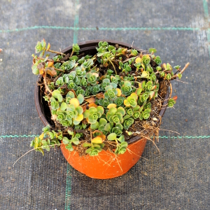 PPEV sedum ponticum zigana t12