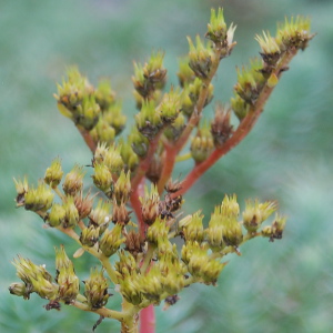 PPE sedum reflexum 02