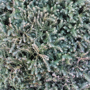 PPE sedum reflexum 03