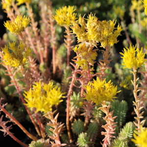 PPE sedum reflexum 04