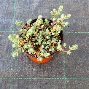 PPEV sedum reflexum t12