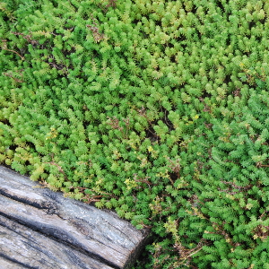 Sedum sexangulare, erbacea perenne