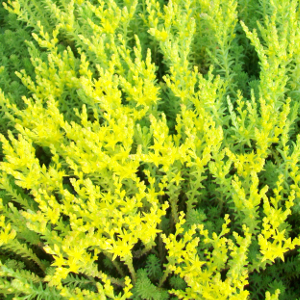 Sedum sexangulare, erbacea perenne