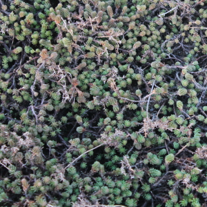 Sedum sexangulare, erbacea perenne
