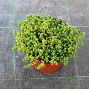 PPEV sedum sexangulare t12