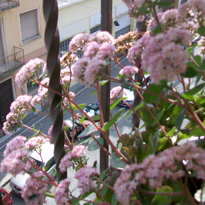 Sedum spectabile, erbacea perenne