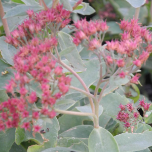 Sedum spectabile, erbacea perenne