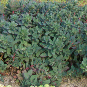 Sedum spectabile, erbacea perenne