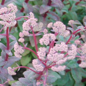 Sedum spectabile, erbacea perenne