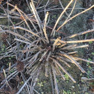 Sedum spectabile, erbacea perenne