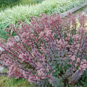 Sedum spectabile, erbacea perenne