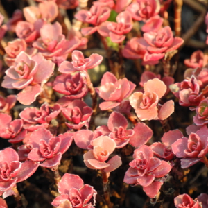 Sedum spurium coccineus, erbacea perenne