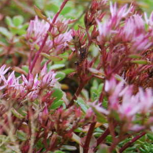 Sedum spurium coccineus, erbacea perenne