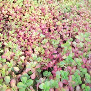 Sedum spurium coccineus, erbacea perenne
