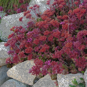 sedum spurium fuldaglut per giardino roccioso