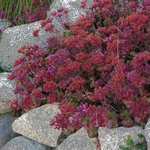 sedum spurium fuldaglut 01