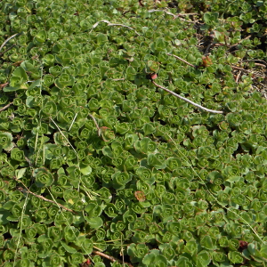 sedum spurium john creech 01