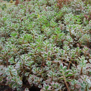  sedum spurium tricolor, erbacea perenne