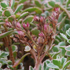  sedum spurium tricolor, erbacea perenne