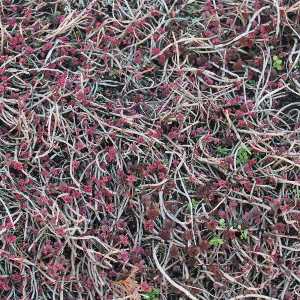  sedum spurium tricolor, erbacea perenne