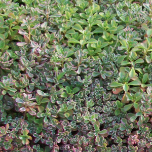  sedum spurium tricolor, erbacea perenne